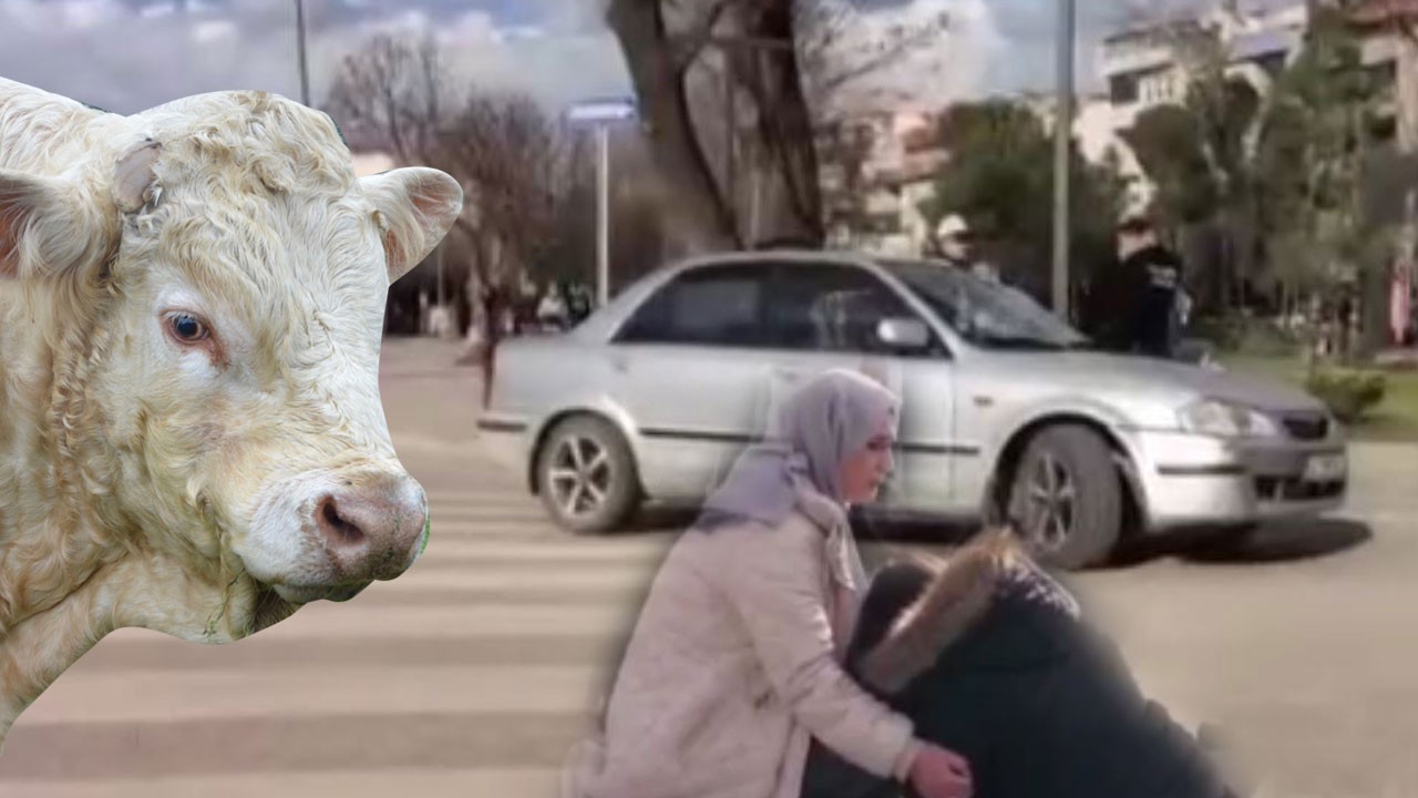 Yaya geçidinde ‘öküz’ çarptı: 2 kadın hastanelik oldu