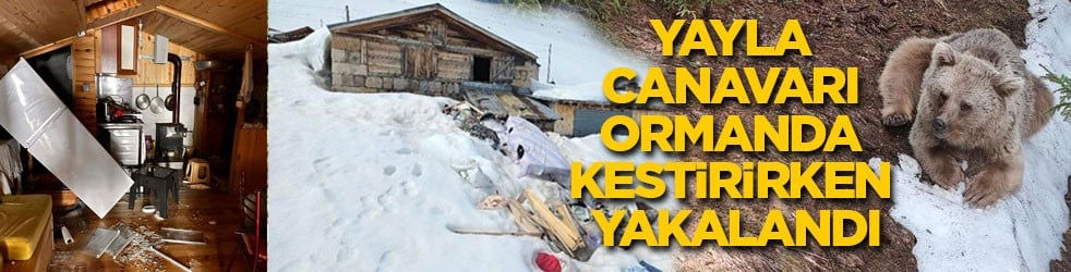 Yayla canavarı ormanda kestirirken yakalandı
