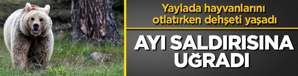 Yaylada hayvanlarını otlatırken dehşeti yaşadı! Ayı saldırısına uğradı
