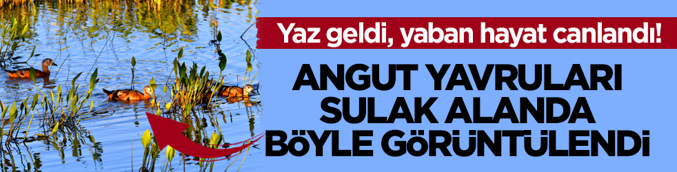 Yaz geldi, yaban hayat canlandı! Angut yavruları sulak alanda görüntülendi
