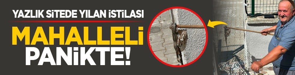 Yazlık sitede yılan istilası: Mahalleli panikte!