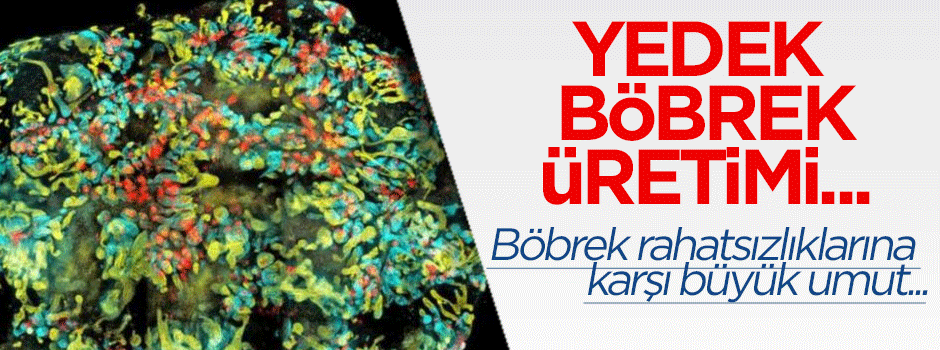 Yedek insan böbreği üretmede ilk adım