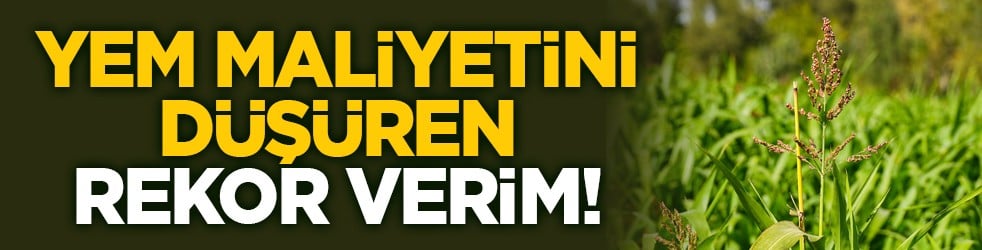 Yem maliyetini düşüren rekor verim!