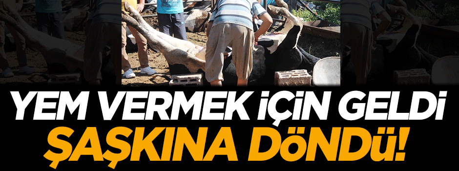 Yem vermek için geldi, şaşkına döndü!