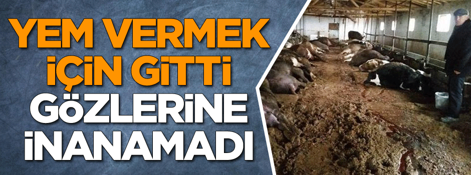 Yem vermek için gitti, gözlerine inanamadı