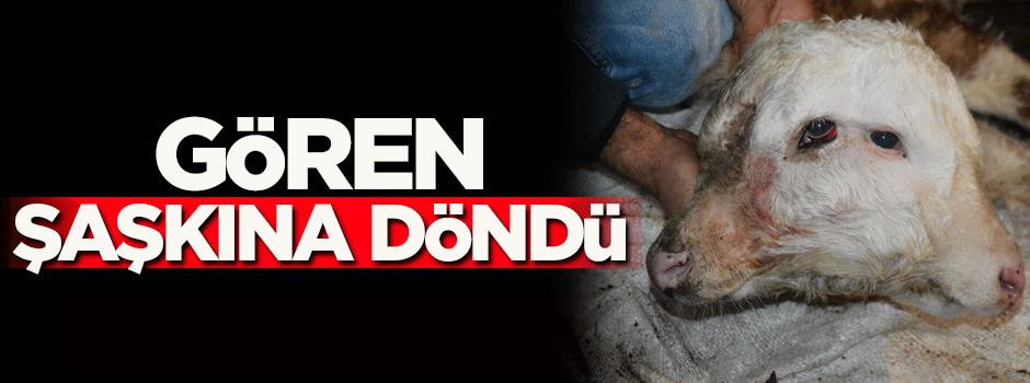 Yeni doğan buzağıyı gören herkes şaşırdı