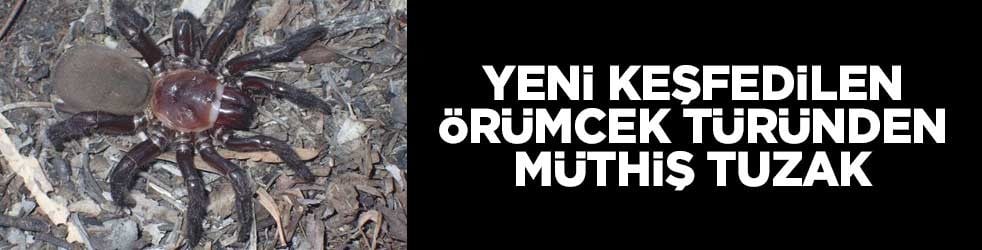 Yeni keşfedilen örümcek türünden müthiş tuzak