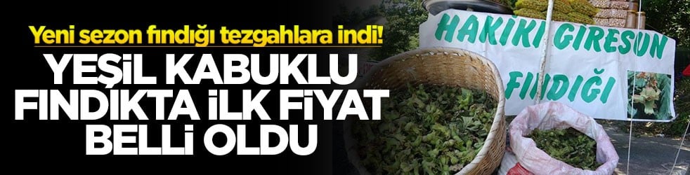 Yeni sezon fındığı tezgahlara indi: Yeşil kabuklu fındıkta ilk fiyat belli oldu