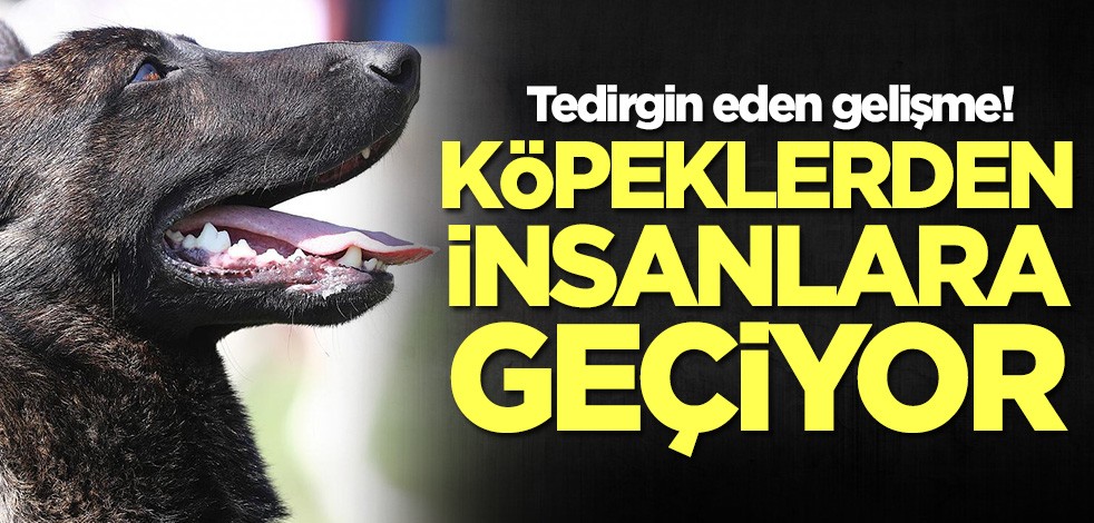 Yeni virüs korkuttu! Köpeklerden insanlara geçiyor