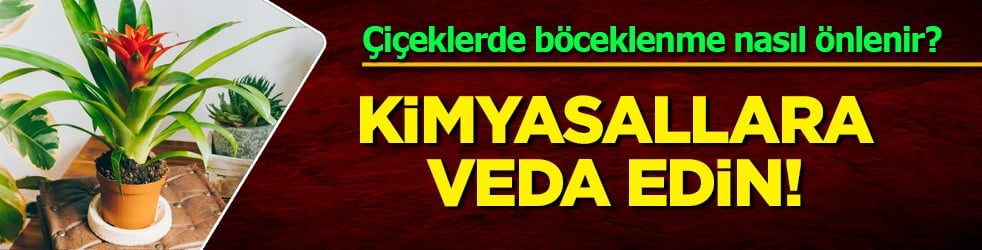Yeniden canlandı: Çiçeklerde böceklenme nasıl önlenir? Yanına 2, 3 diş sarımsak koyun... Duyan yapacak