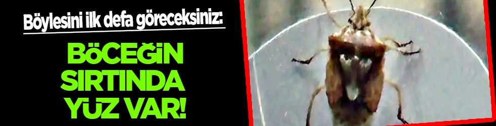 Yer Diyarbakır: Böylesi ilk defa görüldü: Böceğin sırtında iki göz var! Görenleri hayrete düşürdü