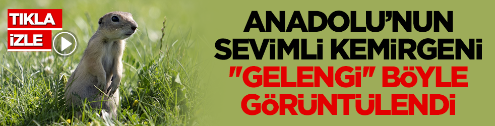 Yer sincabı olarak da biliniyor! Anadolu’nun sevimli kemirgeni ''gelengi'' böyle görüntülendi