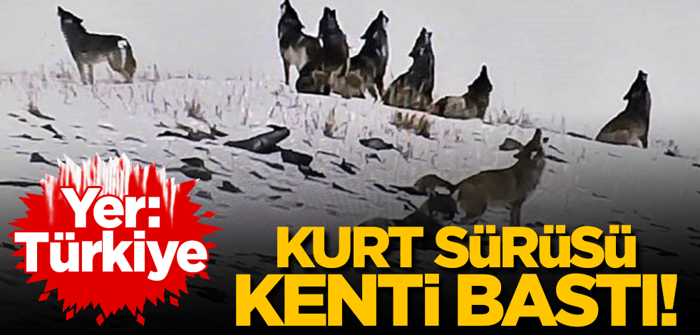 Yer Türkiye... Kurt sürüsü kenti bastı!
