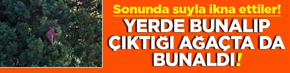 Yerde bunalıp &ccedil;ıktığı ağa&ccedil;ta sıcak vurunca suyla ikna ettiler