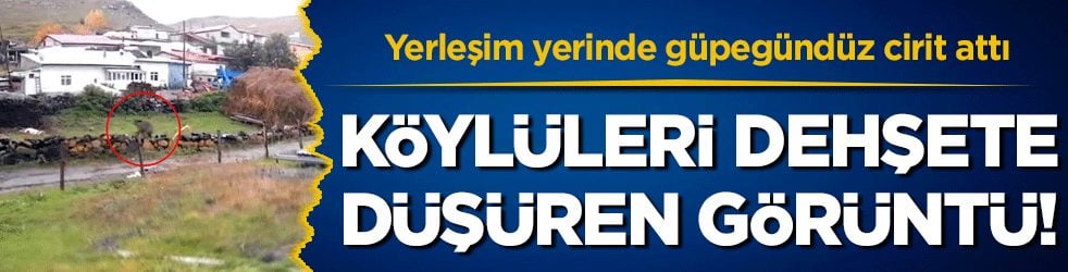 Yerleşim yerinde güpegündüz cirit attı: Köylüleri dehşete düşüren görüntü
