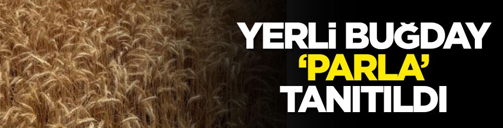 Yerli buğday ‘PARLA’ tanıtıldı