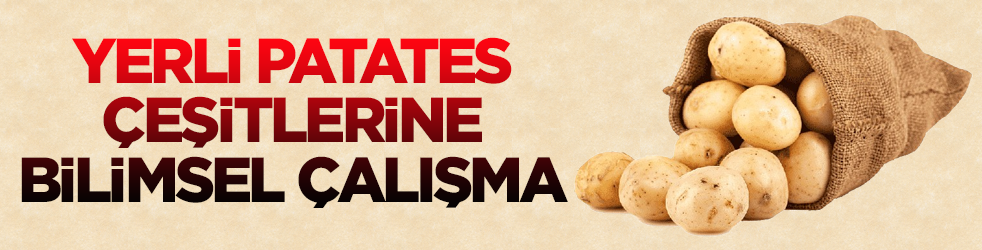 Yerli patates çeşitlerine bilimsel çalışma