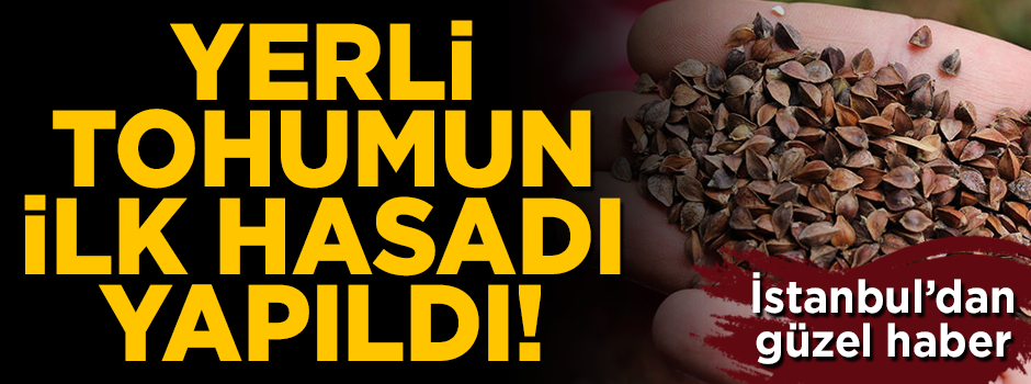 Yerli tohumun ilk hasadı yapıldı! İstanbul'dan güzel haber