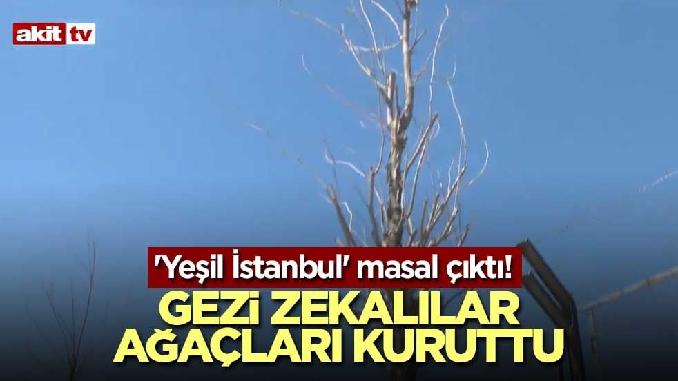 'Yeşil İstanbul' masal çıktı! Gezi zekalılar ağaçları kuruttu