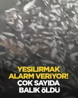 Yeşilırmak alarm veriyor! Çok sayıda balık öldü