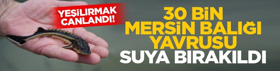 Yeşilırmak canlandı! 30 bin mersin balığı yavrusu suya bırakıldı