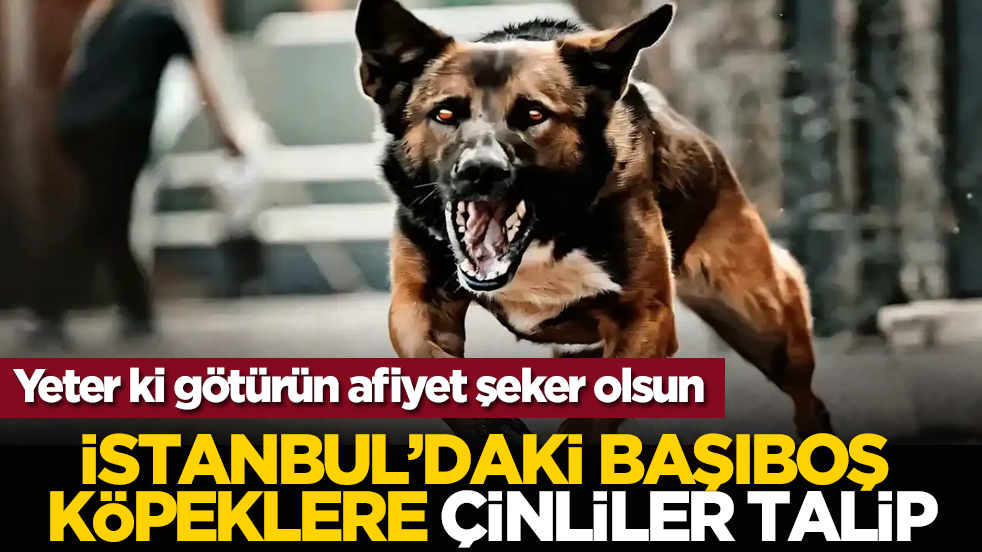 Yeter ki götürün afiyet şeker olsun: İstanbul’daki başıboş köpeklere Çinliler talip