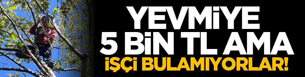 Yevmiye 5 bin TL ama işçi bulamıyorlar!