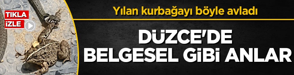Yılan kurbağayı böyle avladı! Düzce'de belgesel gibi anlar