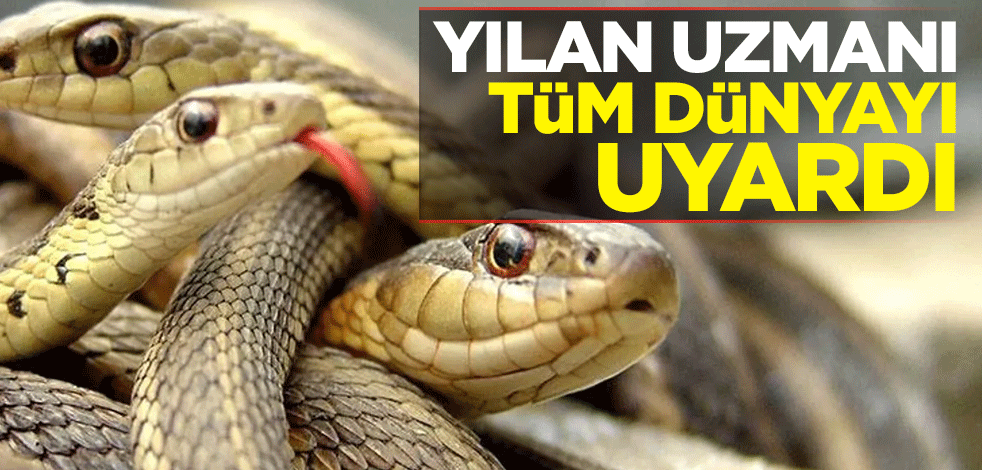 Yılan uzmanı tüm dünyayı uyardı