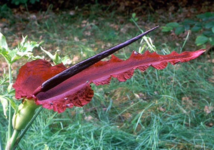 Yılan yastığı nedir? Yılan yastığı otu zehirlenmesi nasıl fark edilir?