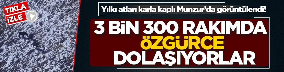 Yılkı atları karla kaplı Munzur’da görüntülendi! 3 bin 300 rakımda özgürce dolaşıyorlar