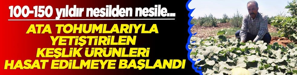 Yıllar sonra asırlık tatlar sofralara gelmeye başladı: Ata tohumlarıyla bir başarıya imza attı