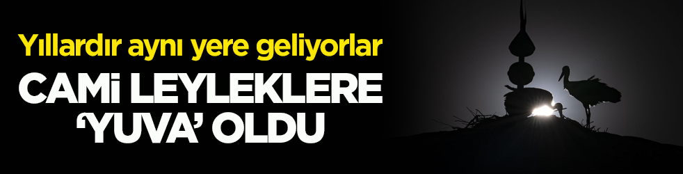 Yıllardır aynı yere geliyorlar! Cami leyleklere ‘yuva’ oldu