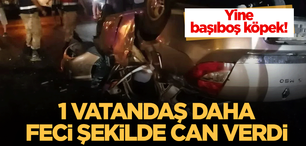 Yine başıboş köpek! 1 vatandaş daha feci şekilde can verdi