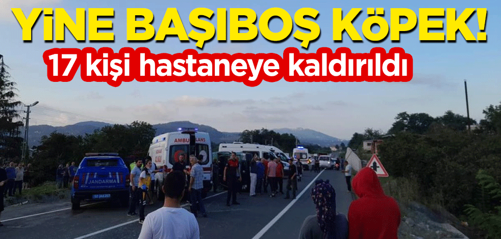 Yine başıboş köpek: 17 kişi hastaneye kaldırıldı!
