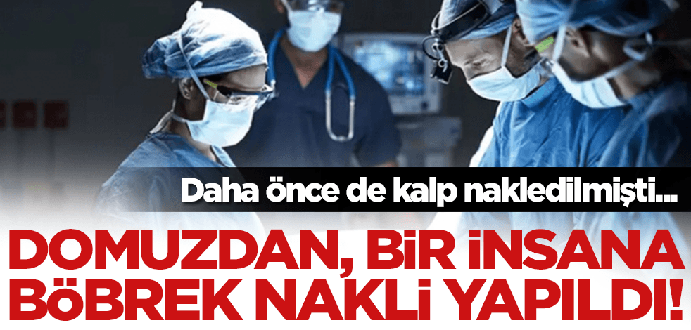 Yine bir ilk: Domuzdan, bir insana böbrek nakli!