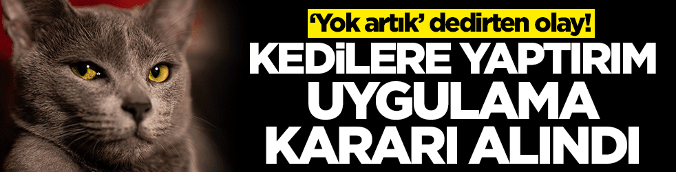 ‘Yok artık’ dedirten olay! Rus kedilerine yaptırım kararı aldılar