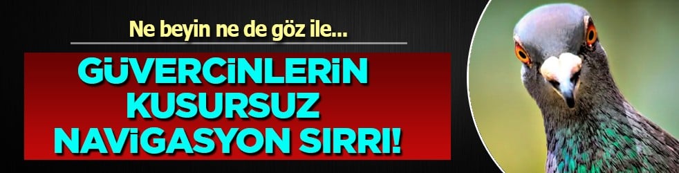 Yok böyle bir araştırma: Ne beyin ne de göz! Güvercinlerin kusursuz navigasyon sırrı: Adeta mucize