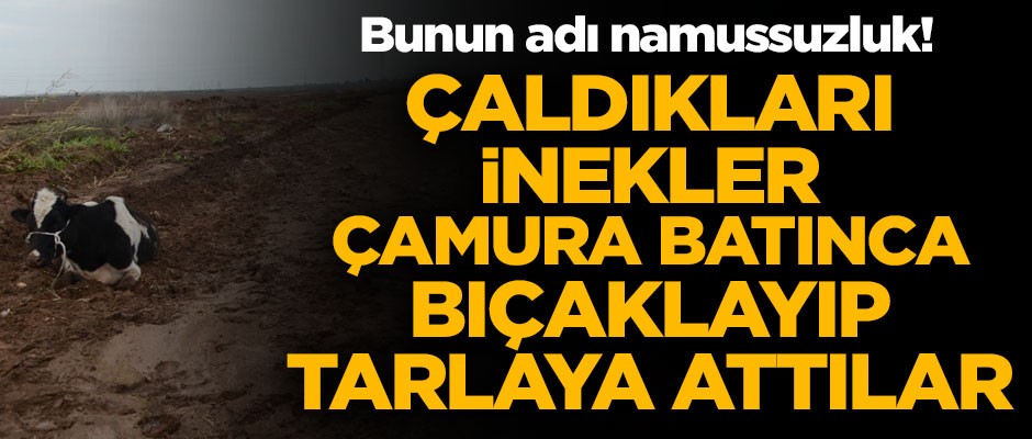 Yok böyle namussuzluk! Çaldıkları inekler yürüyemeyince, bıçaklayıp tarlaya attılar