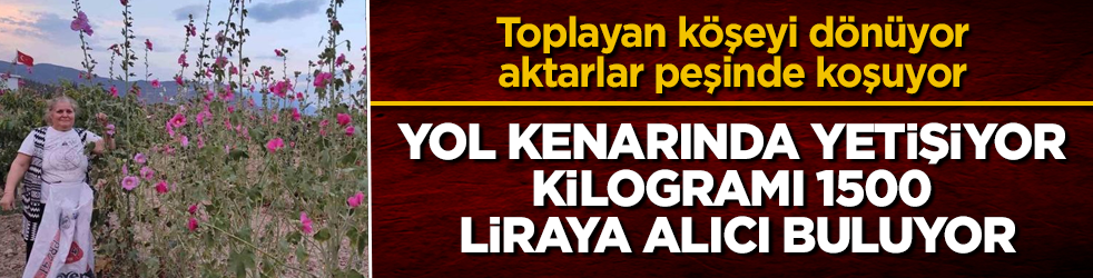 Yol kenarında yetişiyor, kilogramı 1500 liraya alıcı buluyor: Toplayan köşeyi dönüyor, aktarlar peşinde koşuyor
