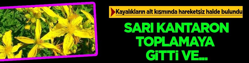 Yol kenarlarında yetişen bitkiyi toplamak için yola çıktı! Bu yol ölümüne sebep oldu!