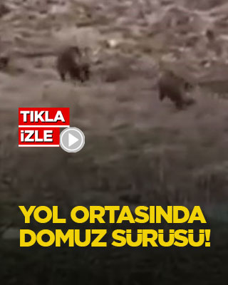 Yol ortasında domuz sürüsü!