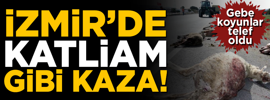 Yolcu otobüsü koyun sürüsüne girdi! Gebe koyunlar telef oldu