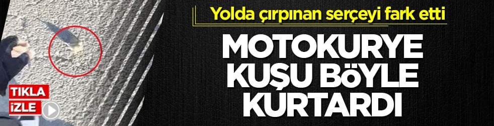 Yolda çırpınan serçeyi fark etti! Motokurye kuşu böyle kurtardı