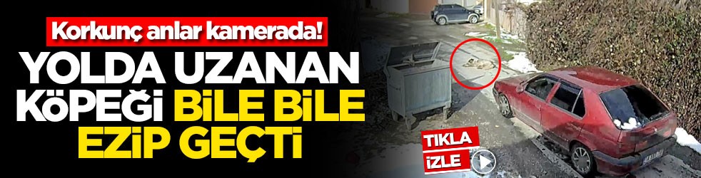Yolda uzanan köpeği ezip geçti! O anlar kamerada