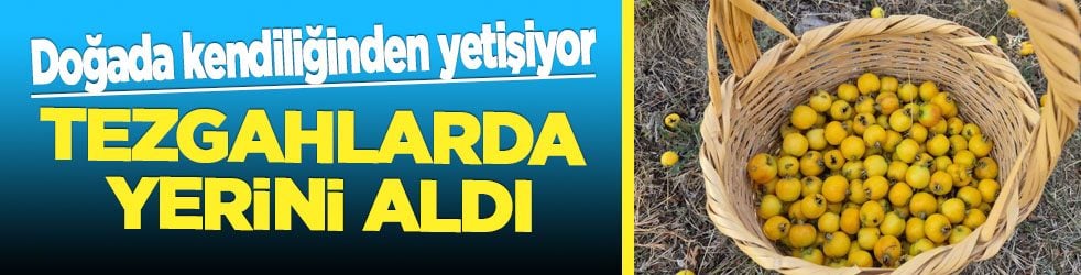 Yozgat'ta yetişen şifa deposu köylülerin yüzünü güldürecek: Tezgahlarda yerini aldı
