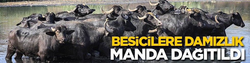 Yozgat'ta besicilere damızlık manda dağıtıldı