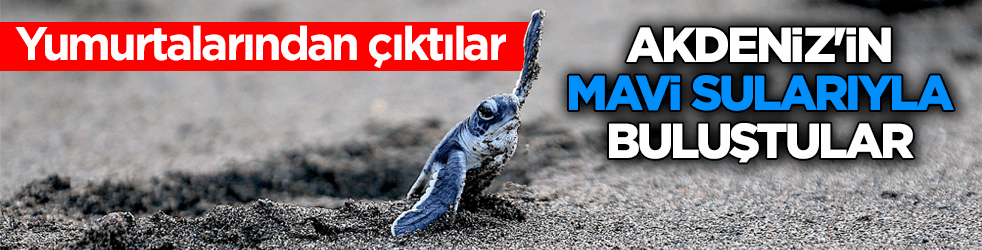Yumurtalarından &ccedil;ıktılar! Yavru kaplumbağalar Akdeniz'in mavi sularıyla buluştu