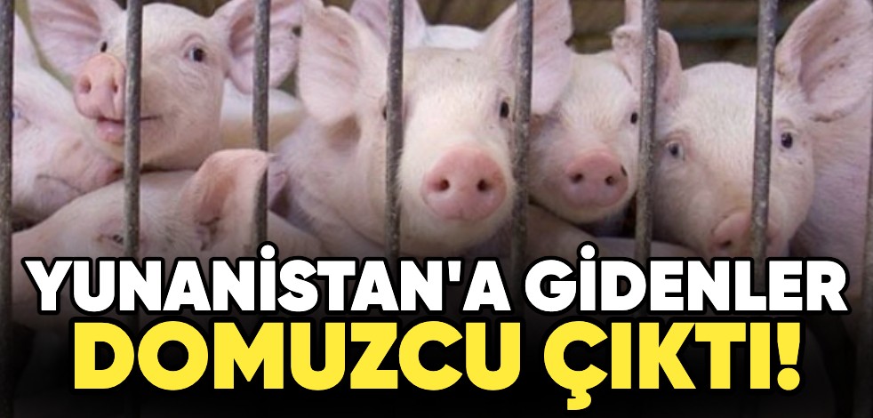 Yunanistan'a gidenler domuzcu çıktı!