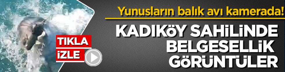 Yunusların balık avı kamerada! Kadıköy sahilinde belgesellik görüntüler